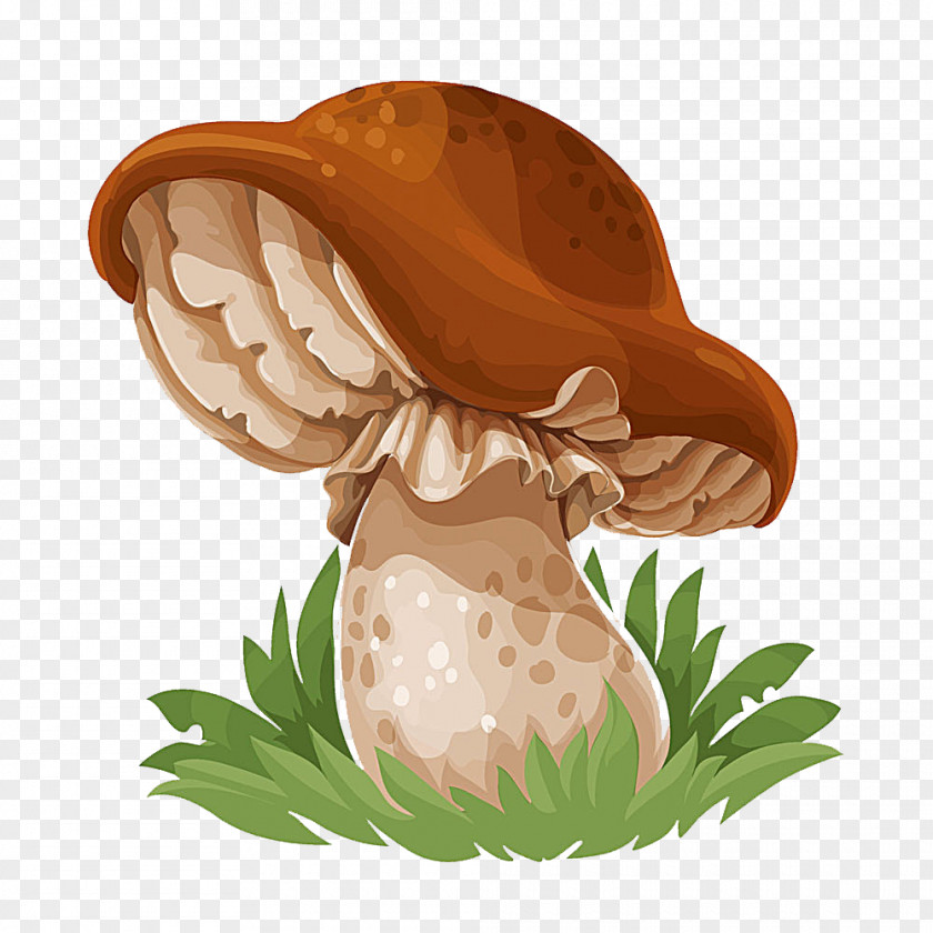 Mushroom Common Drawing Edible PNG