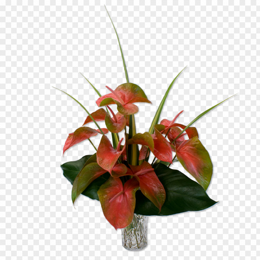Tropical Flower Hawaii Anthurium Andraeanum Bouquet Cut Flowers PNG