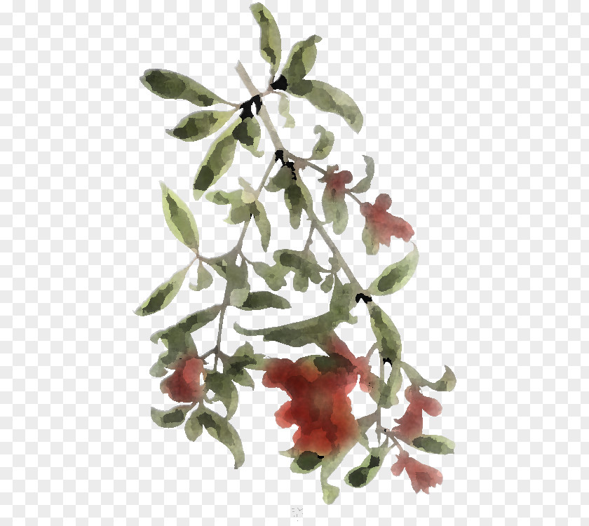 Twig Woody Plant Flower Tree Leaf Branch PNG