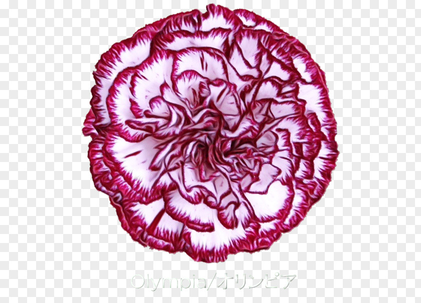Carnation, Lily, Rose Flower Tableware PNG