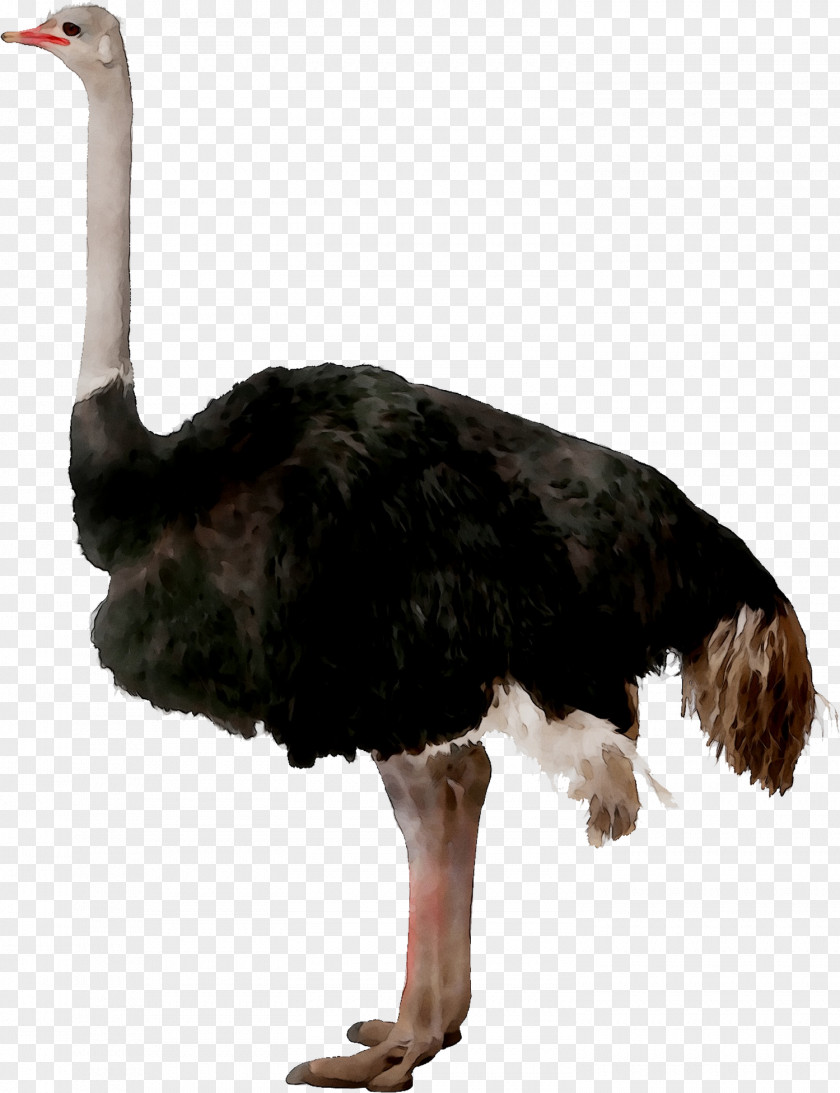 Common Ostrich Bird Clip Art Transparency PNG