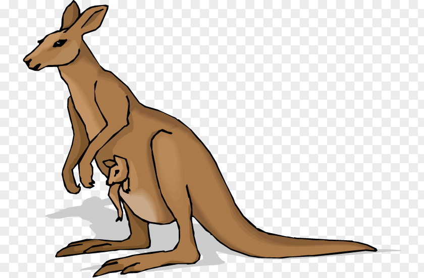 Kangaroo Cartoon Joey Clip Art PNG