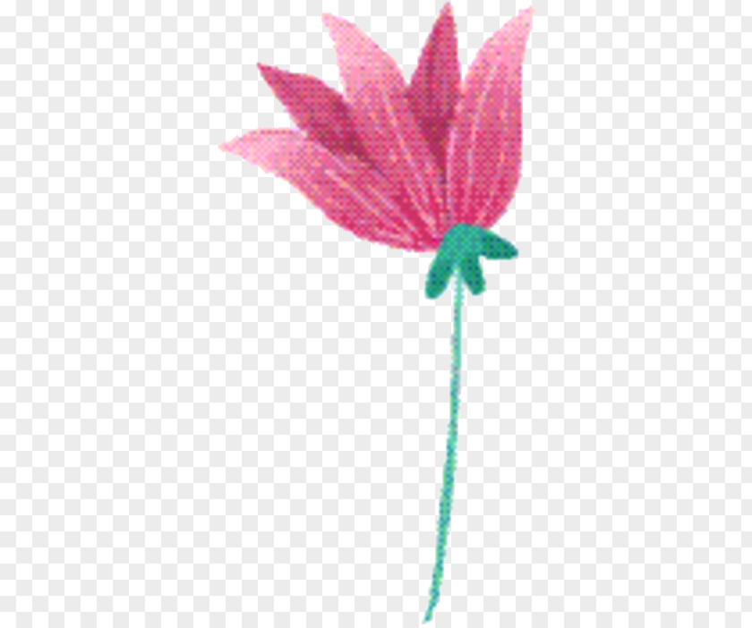 Pedicel Anthurium Pink Flower Cartoon PNG