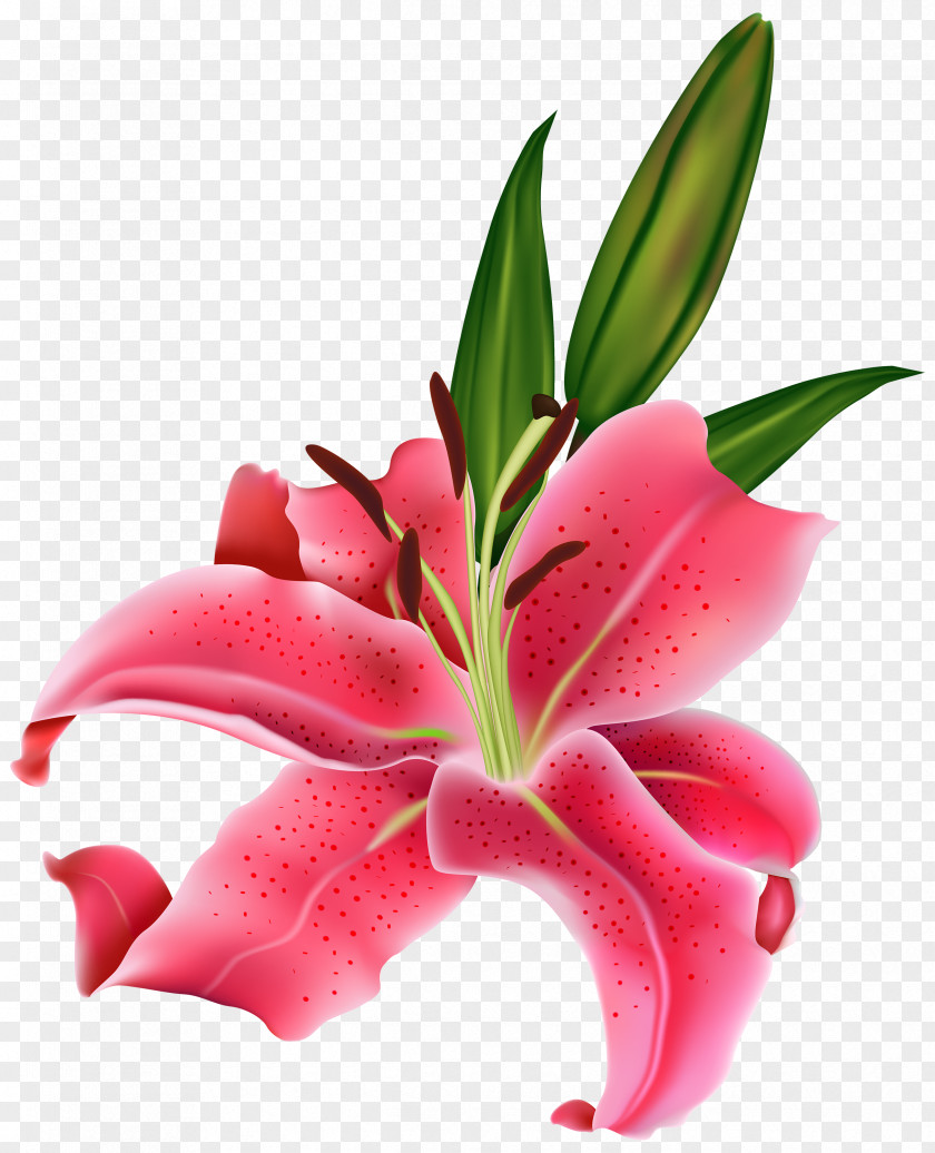 Pink Flower Tiger Lily Easter Arum-lily Clip Art PNG