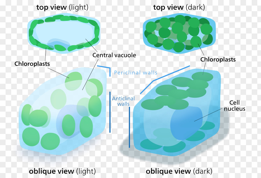 Plant Chloroplast Cell Organelle PNG
