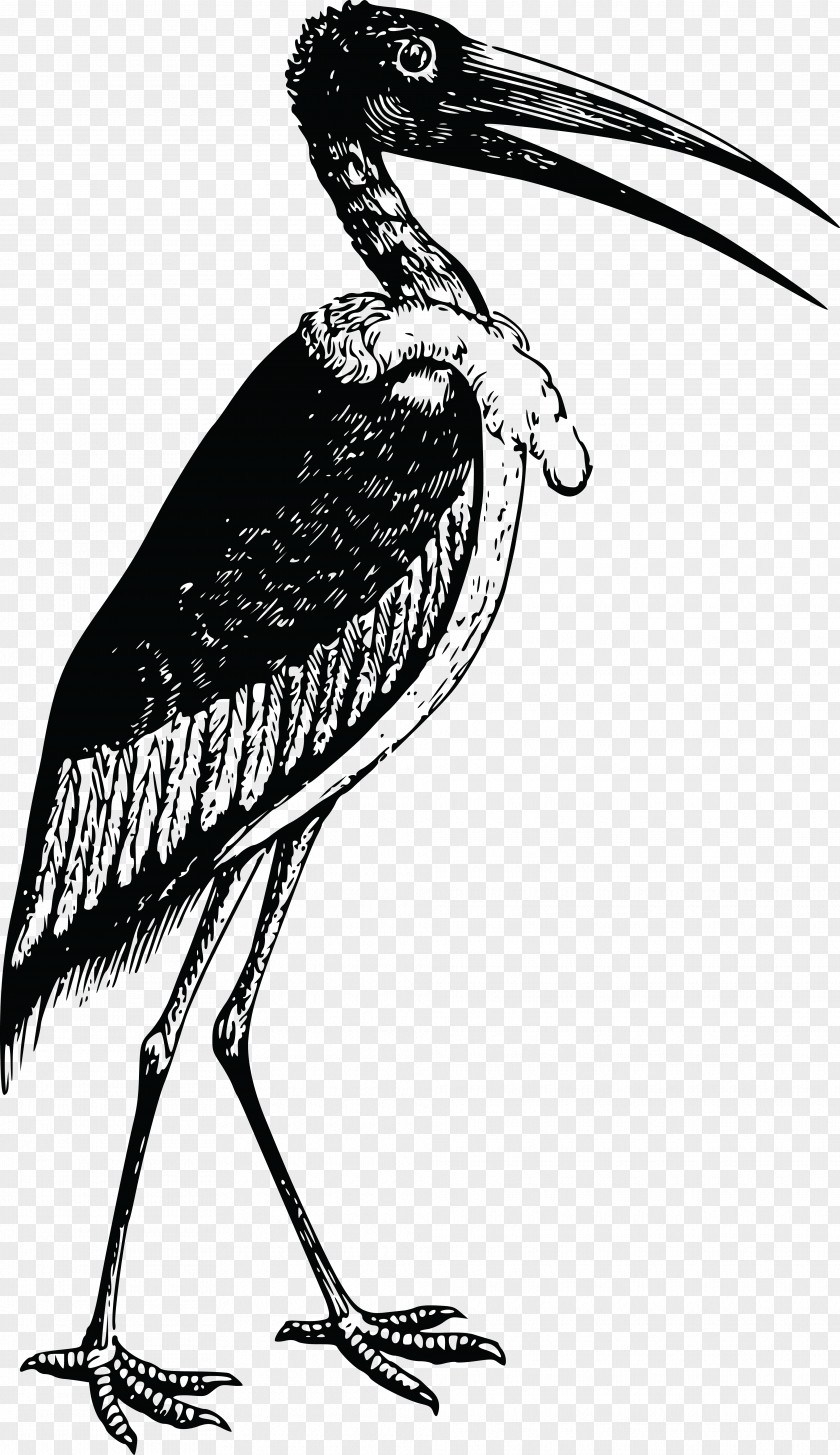 Stork Bird White IPhone 8 7 Plus Clip Art PNG