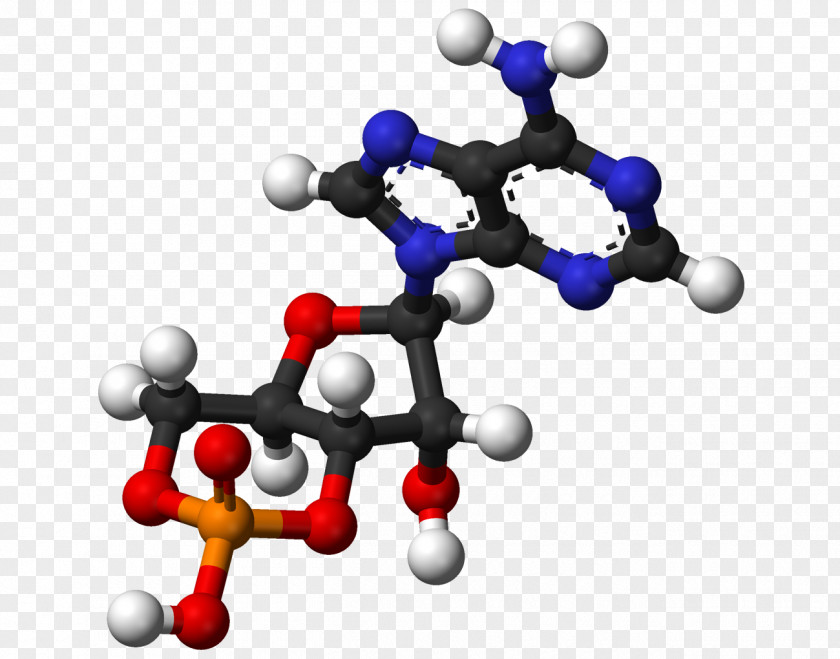 Atp Ball-and-stick Model Adenosine Diphosphate Molecule Triphosphate Cyclic Monophosphate PNG