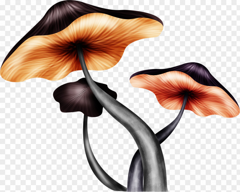Black Mushroom Material Without Matting Fungus Clip Art PNG