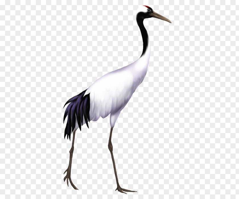 Crane Pictures Red-crowned Bird PNG
