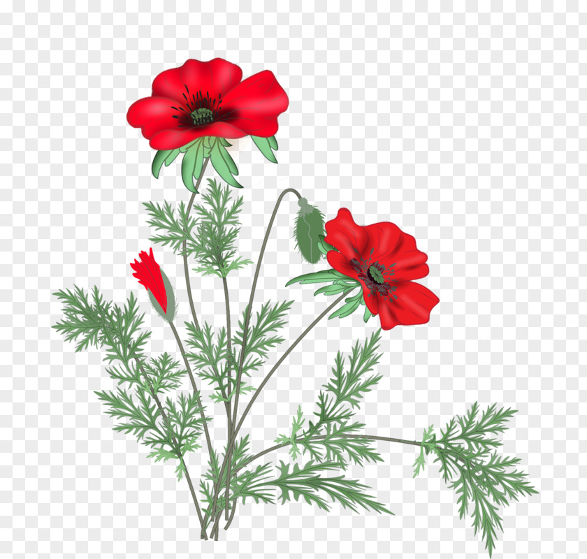 Flower Poppy Cut Flowers Clip Art PNG