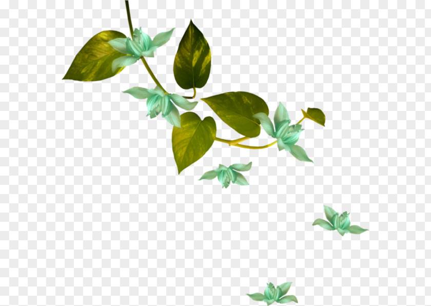 Flower Green White Plant Stem PNG