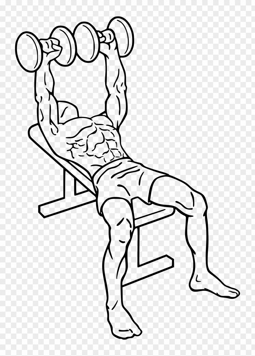 Dumbbell Bench Press Fly Barbell PNG