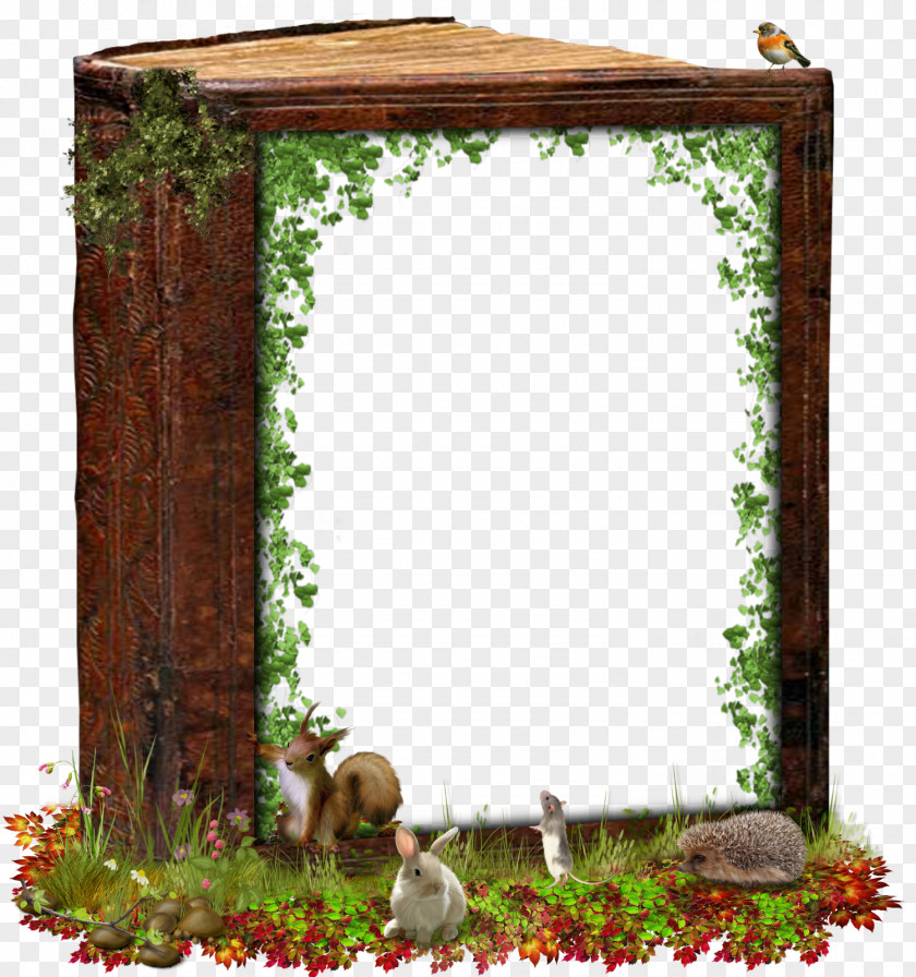 Fond Picture Frames Window Mirror PNG
