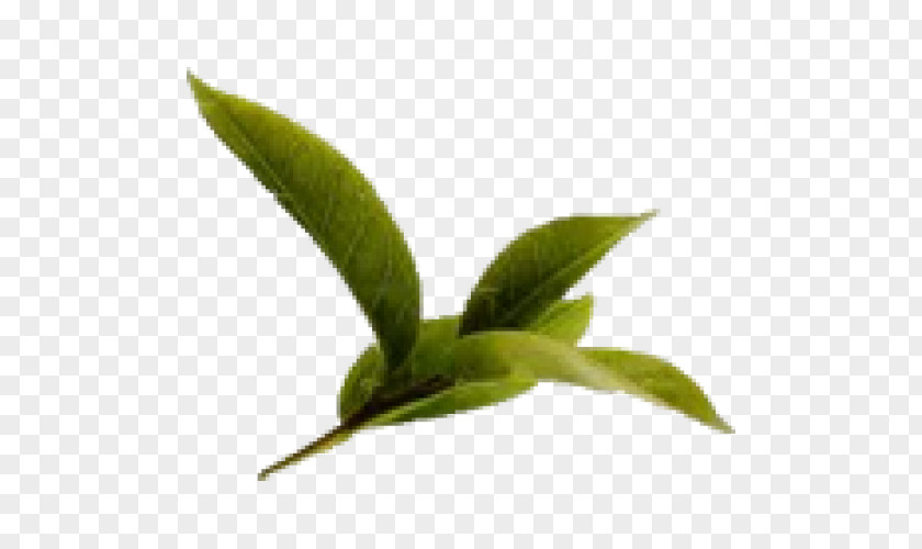 Green Tea Health Benefits Of Tea: An Evidence-based Approach Leaf Plant PNG