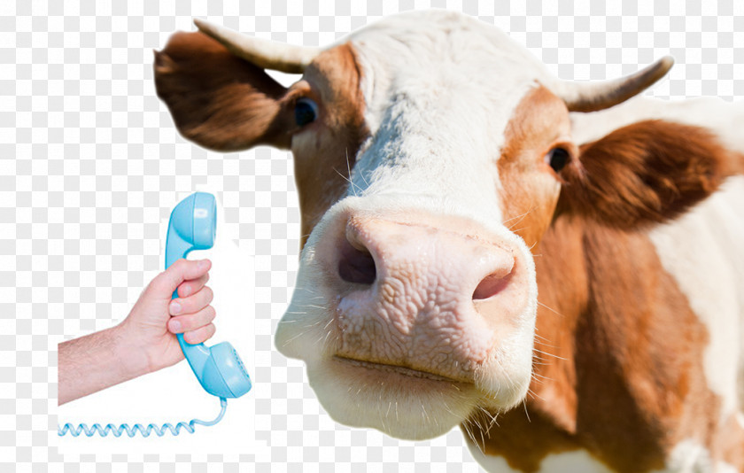 Milk Holstein Friesian Cattle Jersey Dairy Livestock PNG
