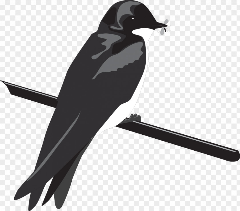 Songbird European Swallow Bird PNG