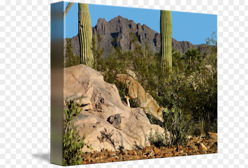 Arizona Desert Sonoran Imagekind Ecosystem Art Landscape PNG