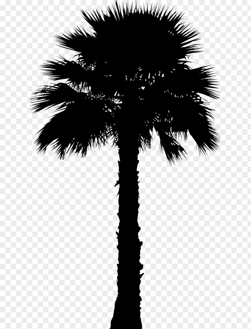 Asian Palmyra Palm Clip Art Coconut Trees PNG