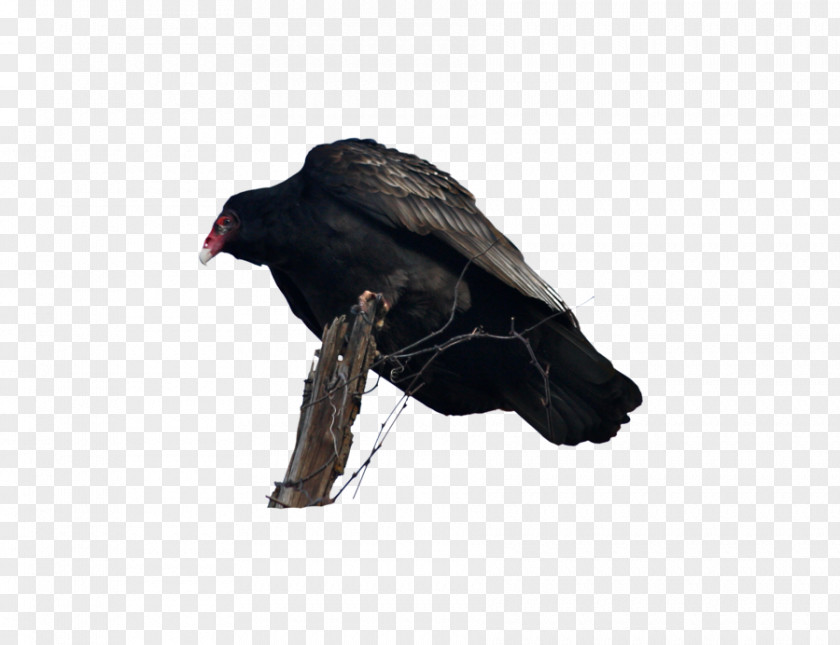 Bird Black Vulture Photography PNG