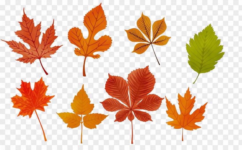 Maple Leaf PNG