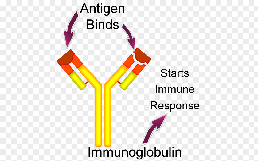 Natural Response Antigen-antibody Interaction The Antibody Molecule Kell Antigen System PNG