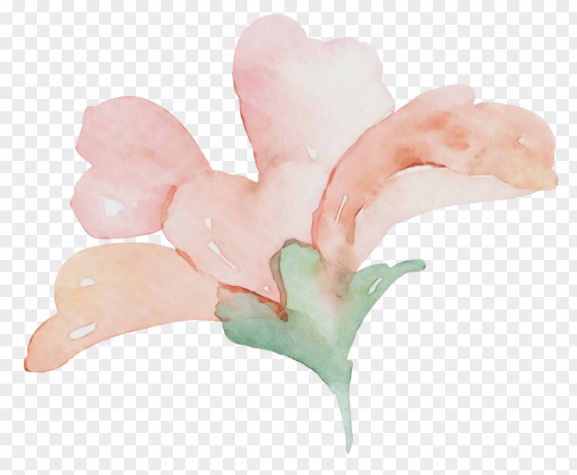 Petal Flower PNG