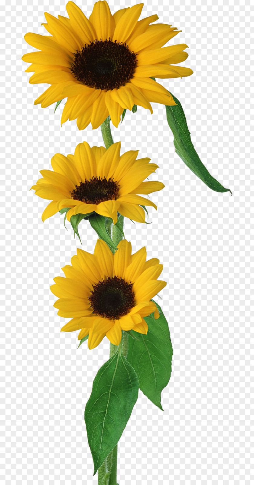 Sunflower Flower Bouquet Brush Gift PNG