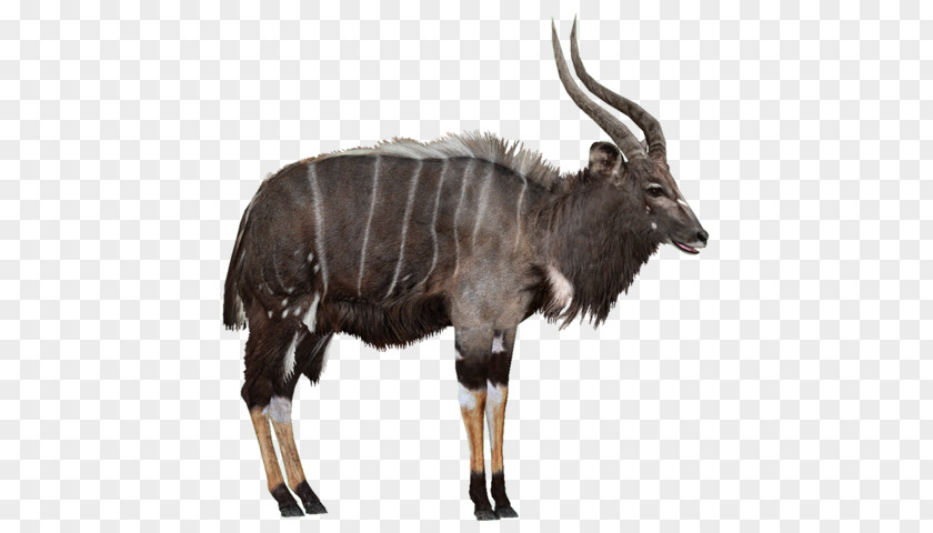 Zoo Tycoon 2 Wildebeest Antelope Nyala Wiki PNG