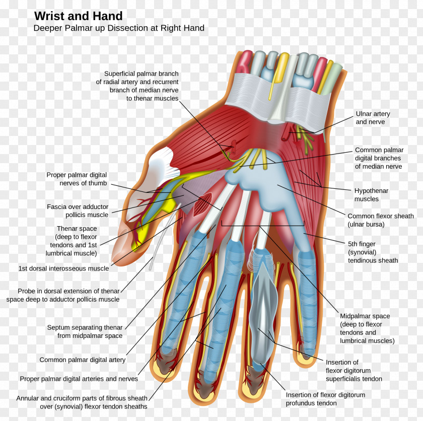 Anatomy Hand Wrist Carpal Bones Finger PNG