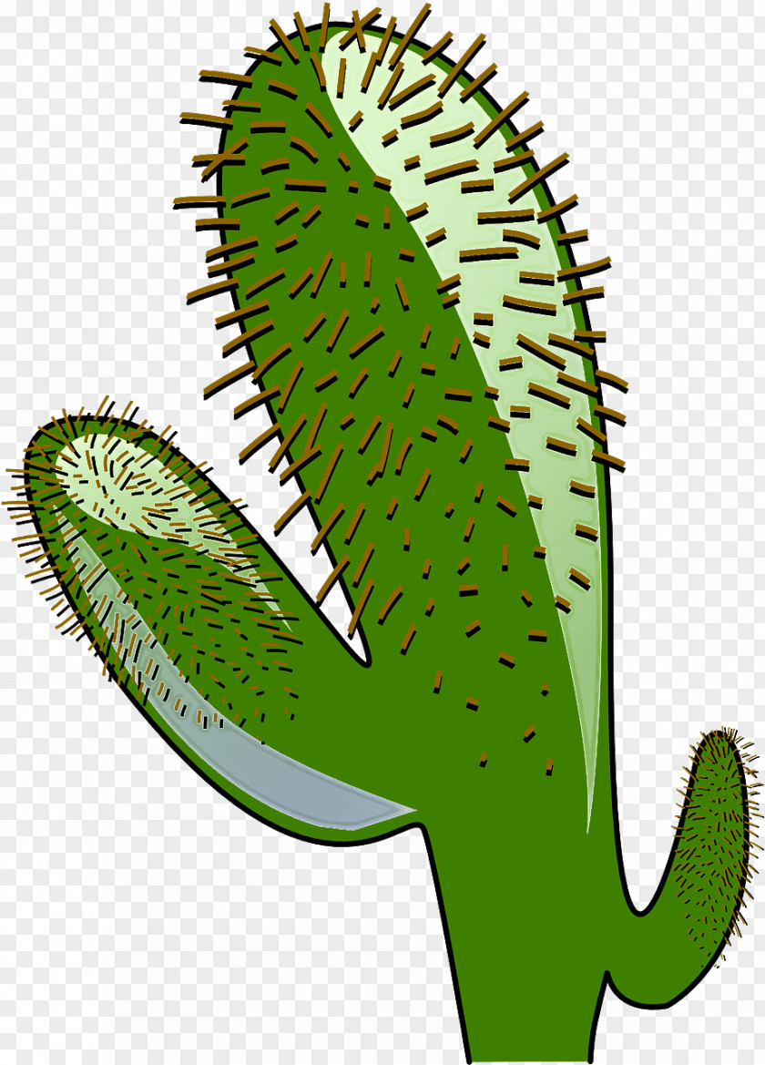 Cactus PNG