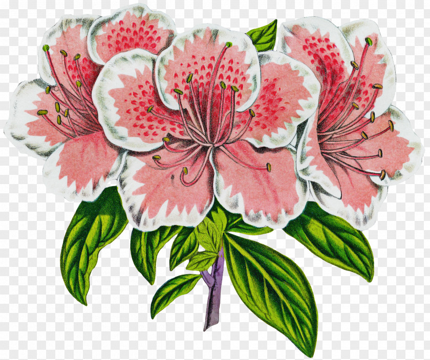 Flower Plant Peruvian Lily Cut Flowers Pink PNG