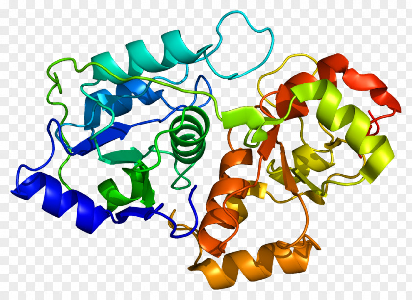 Protein MT-ND1 Nitrosylation Rhodanese Gene PNG