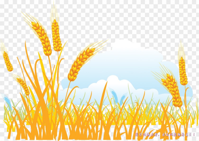 Vector Painted Golden Wheat Gold Cartoon PNG