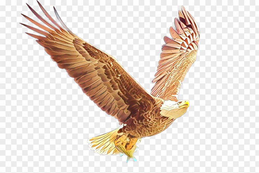 Bald Eagle Bird Golden Hawk PNG
