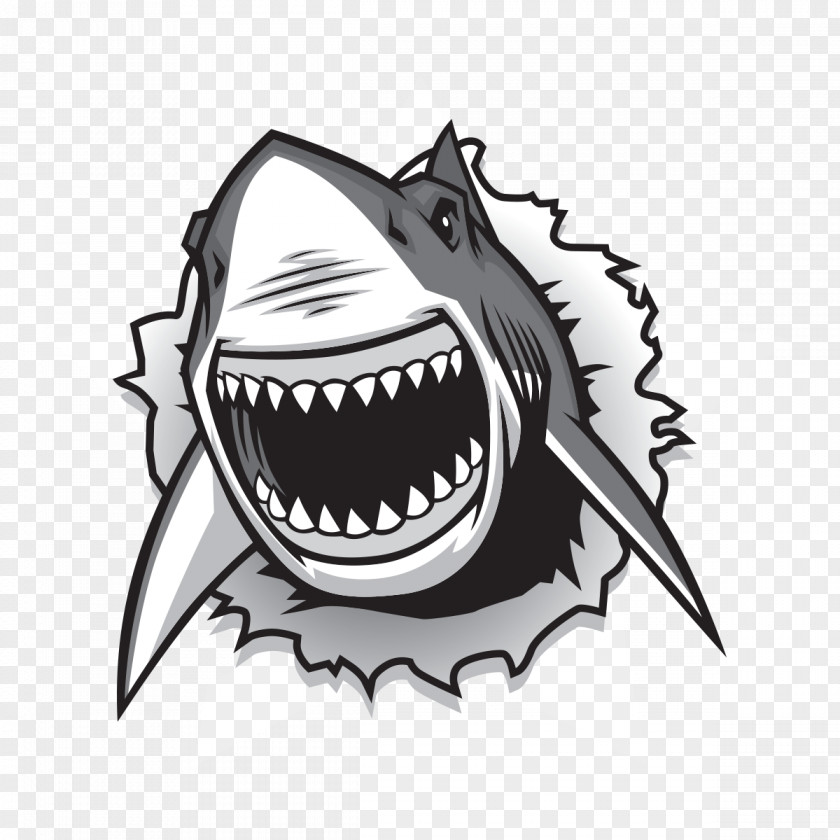Cartilaginous Fish Cartoon Shark PNG