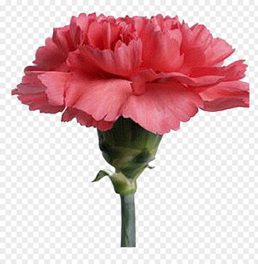 Flower Carnation Cut Flowers Plant Hydroponics PNG