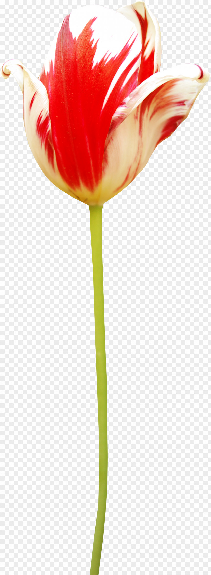 Fruit Basket Tulip Amaryllis Jersey Lily Cut Flowers Plant Stem PNG