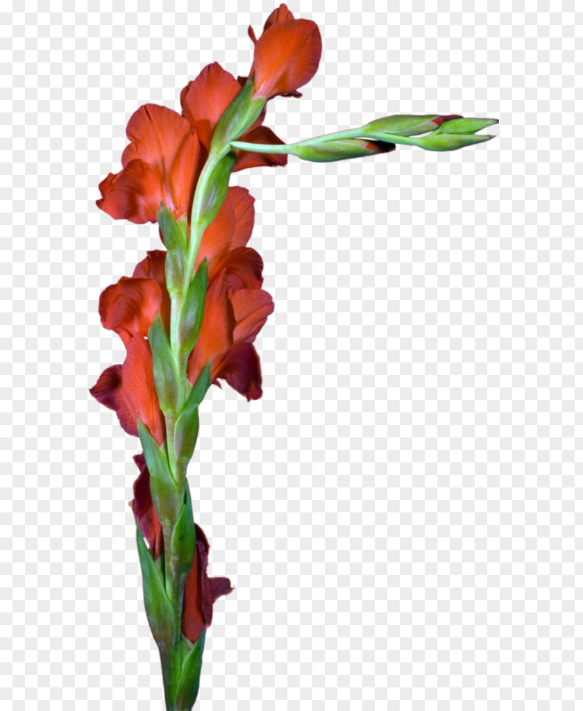 Gladiolus Cut Flowers Floral Design Plant Stem PNG