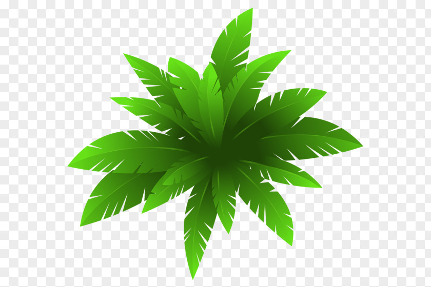 Green Plant Houseplant Ornamental Clip Art PNG