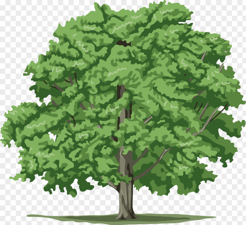 Tree Plan Plant Clip Art PNG