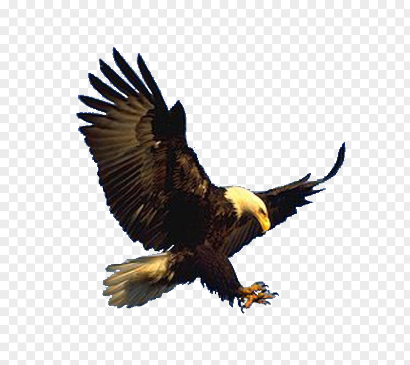 Bald Eagle Hawk Vulture Buzzard PNG