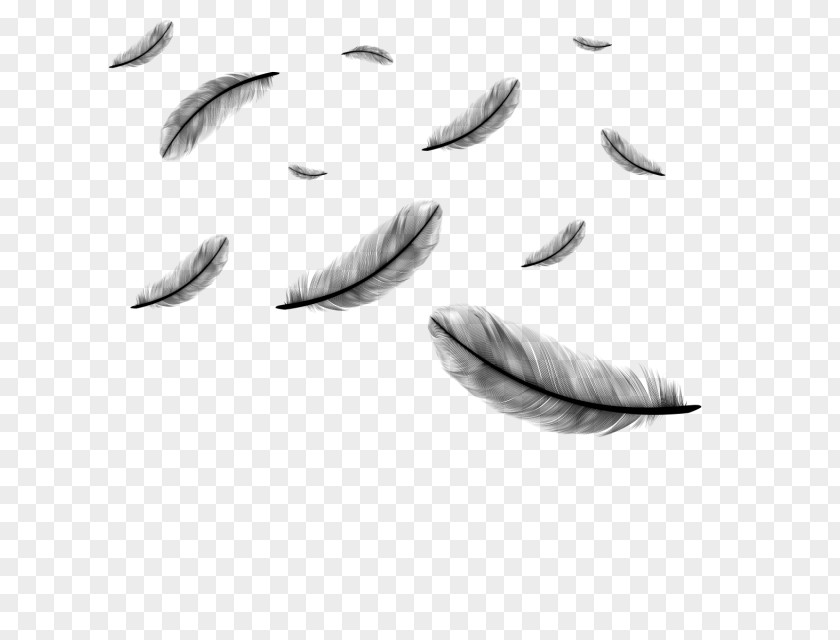 Falling Leaves Angel Feathers Clip Art Feather Vector Graphics Image PNG