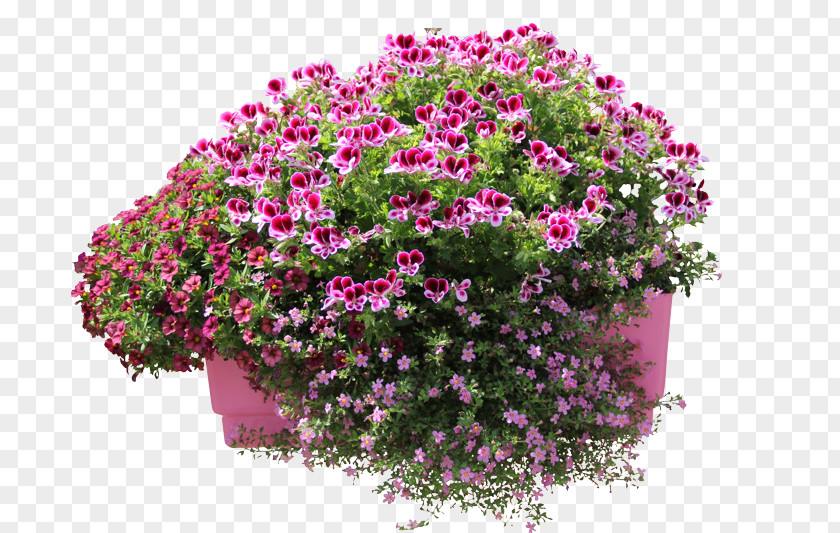 Helichrysum Gardening Dvořák And Son Shrub Fruit Tree Flowerpot PNG