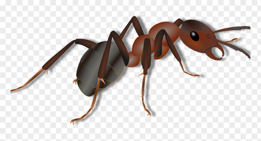 Insect Black Carpenter Ant Red Imported Fire Termite PNG