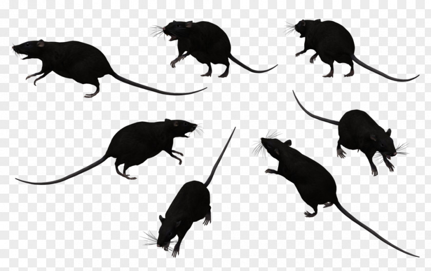 Rat Cliparts Black Bonthain Laboratory Mouse Clip Art PNG