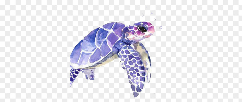 Sea Turtle PNG turtle clipart PNG