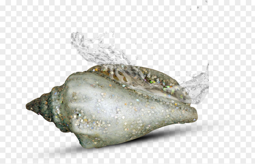 Conch Sea Snail PNG