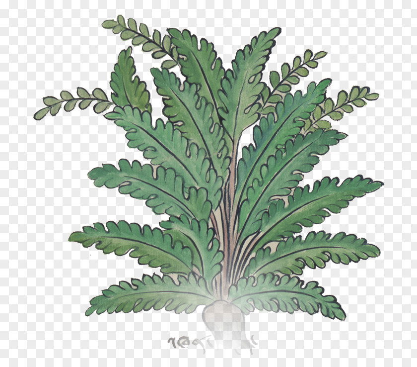 Leaf Fern Flowerpot Herb PNG