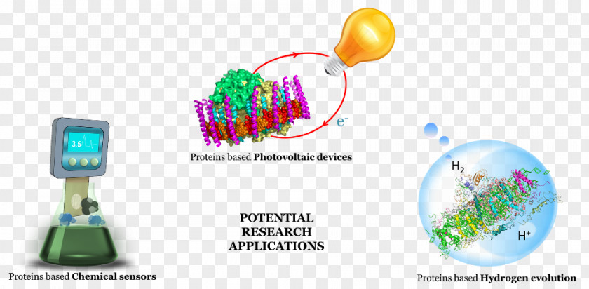 Photosynthesis Solar Energy Conversion Research PNG