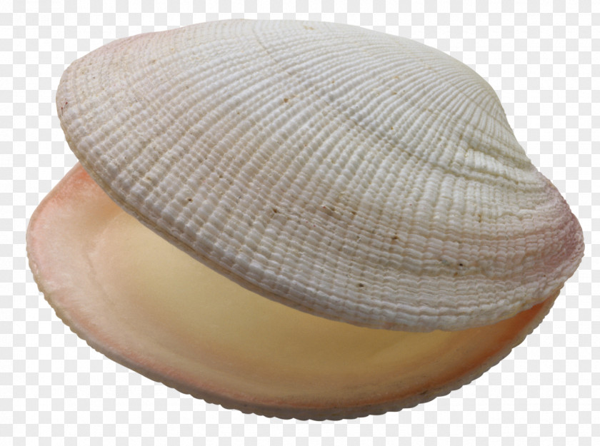 Seashell Clam Mussel Oyster PNG